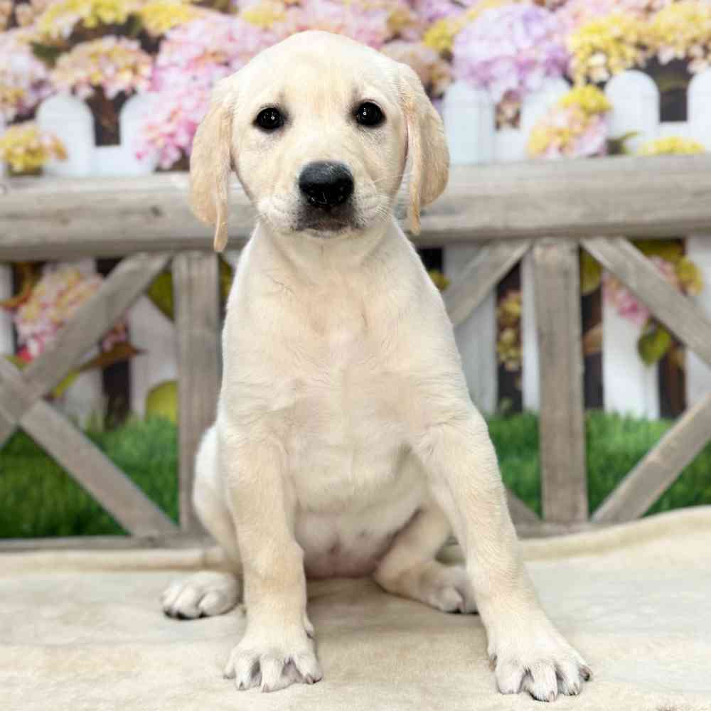 Image of a pet breed in the gallery