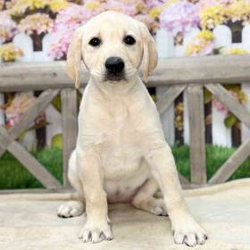 Labrador Retriever