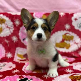 Pembroke Welsh Corgi