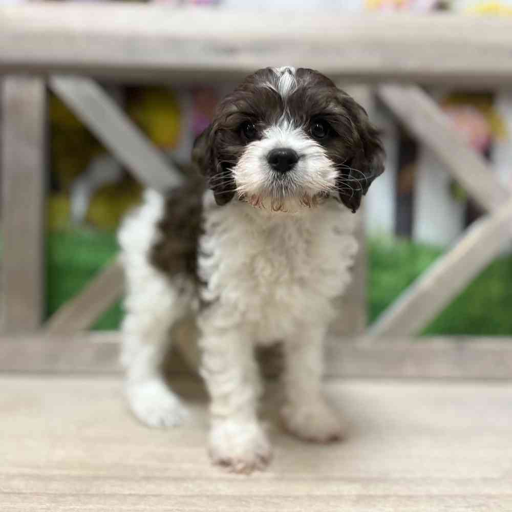 carousel pet images