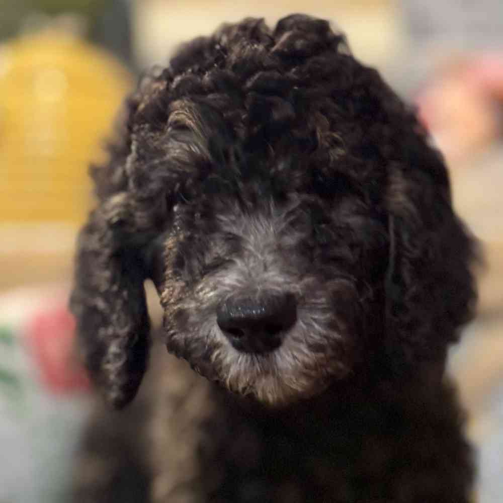 pet breed image