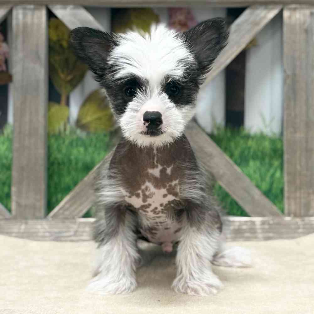 pet breed image