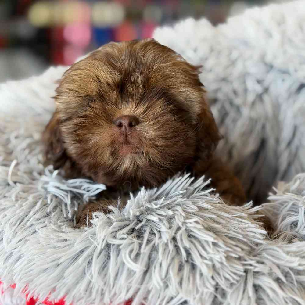 carousel pet images