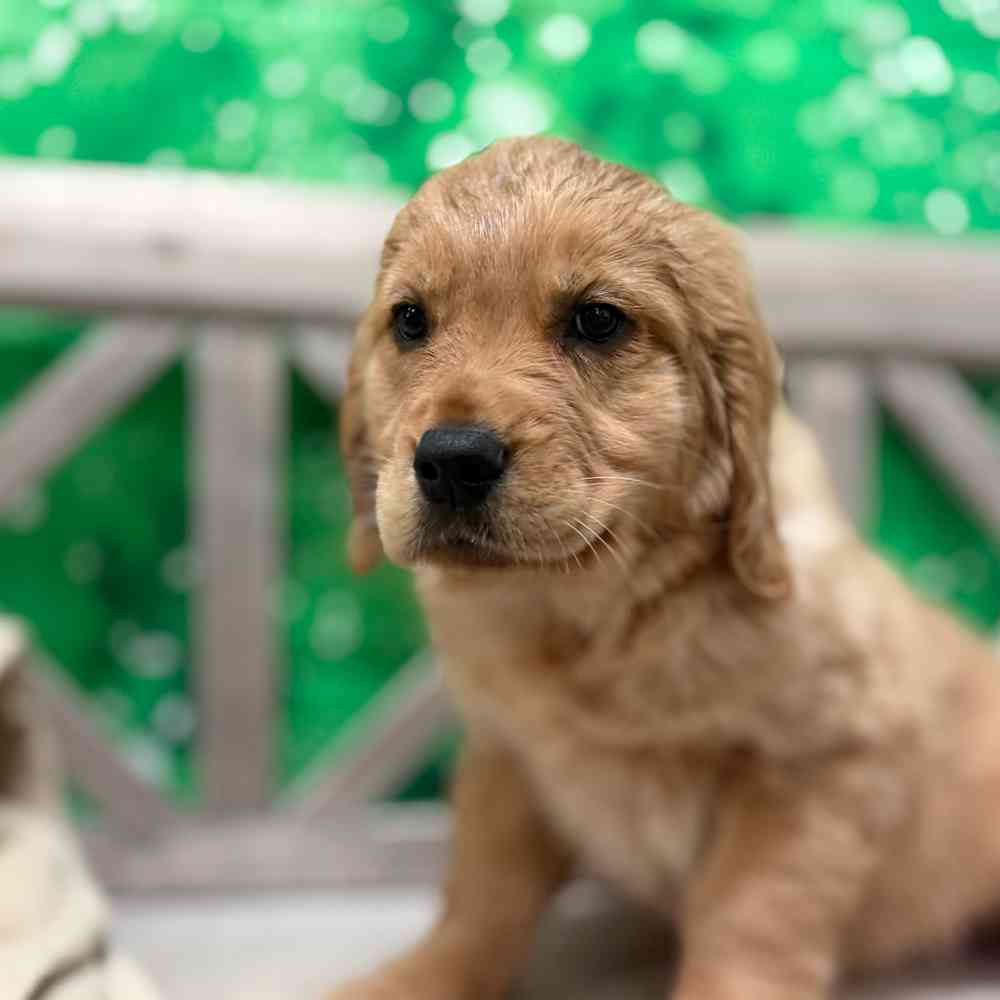 Image of a pet breed in the gallery