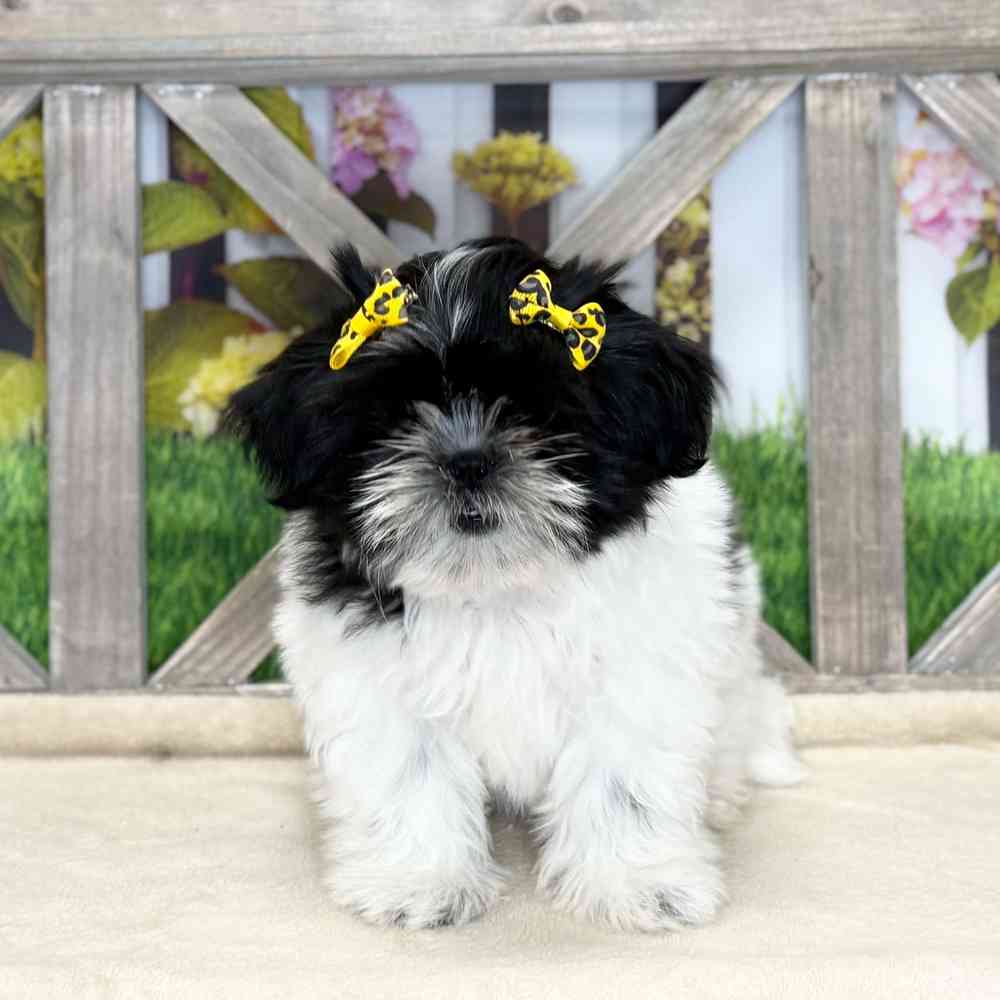 Image of a pet breed in the gallery