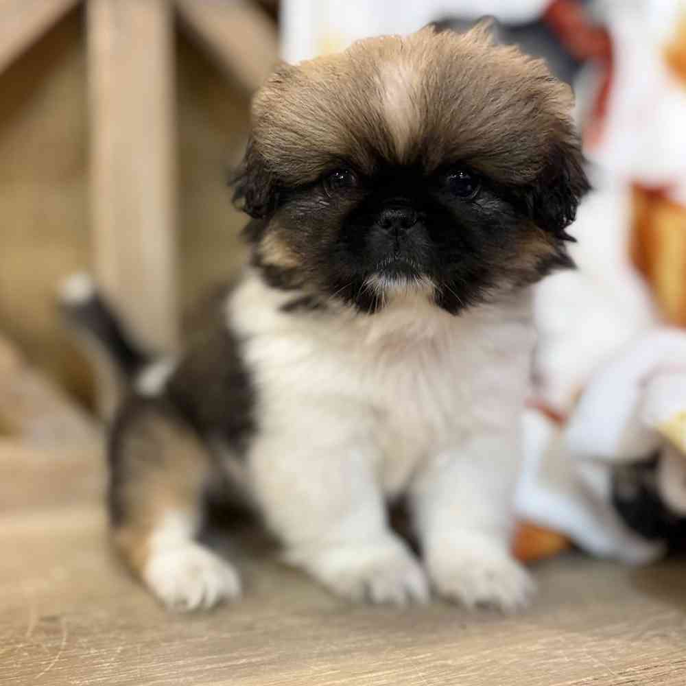 pet breed image