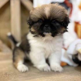 Pekingese