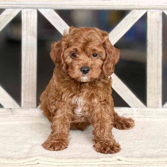 Charlie