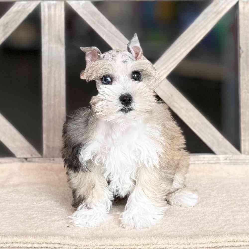 carousel pet images
