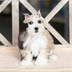Mini Schnauzer
