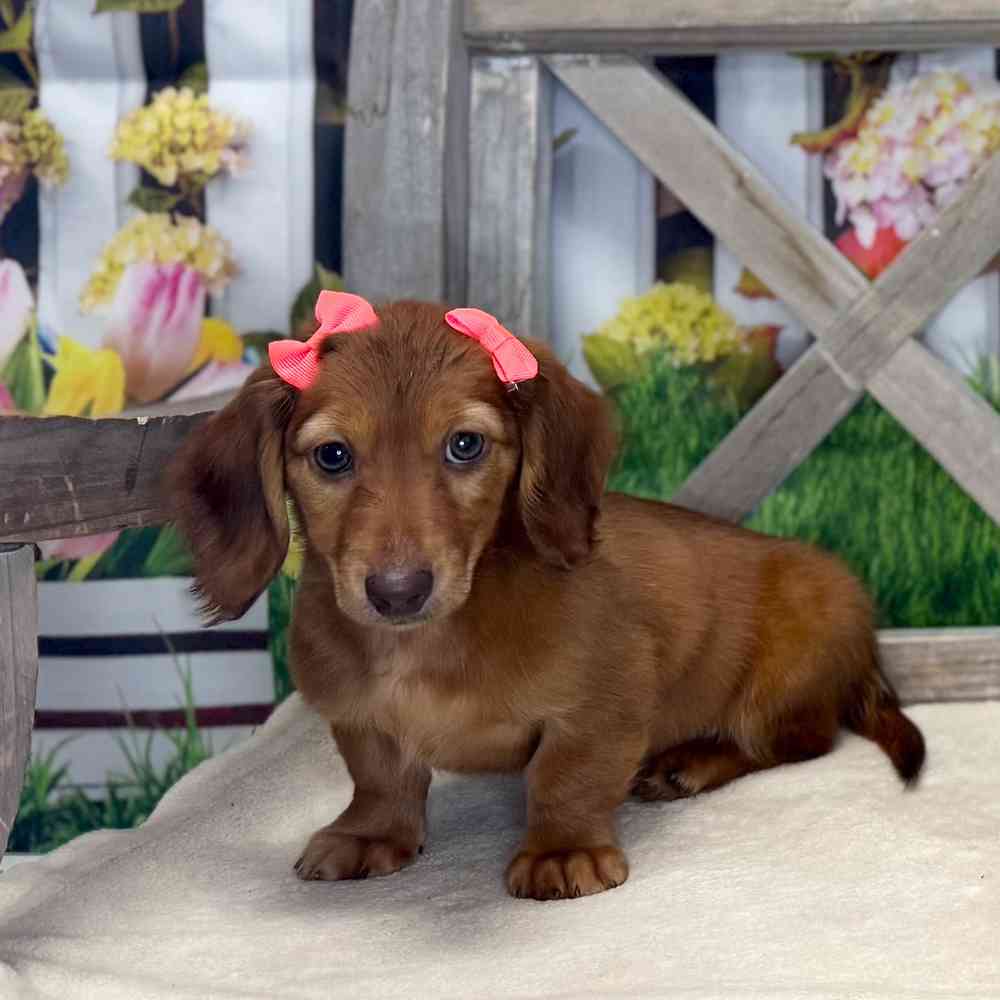 Image of a pet breed in the gallery
