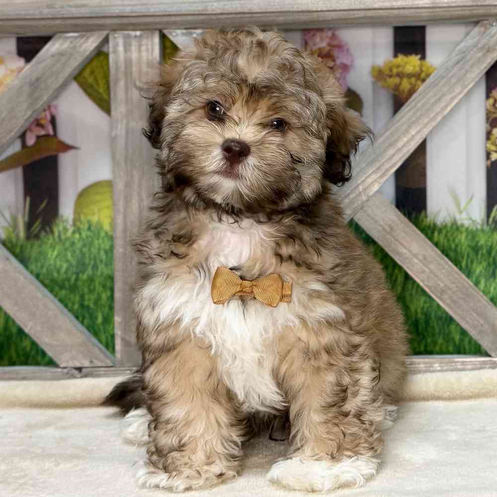 pet breed image