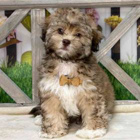 Havanese-Shih Tzu