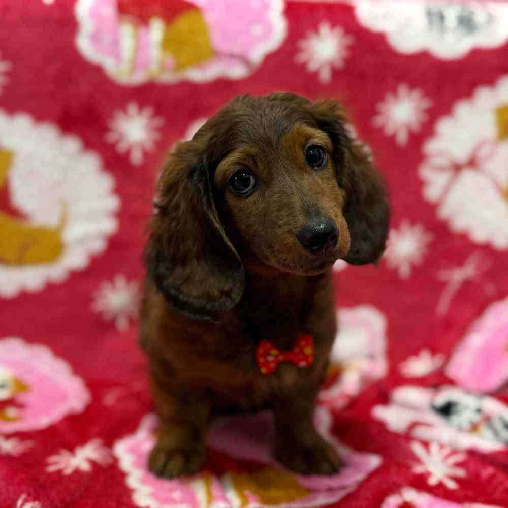 Image of a pet breed in the gallery