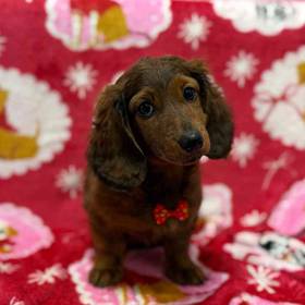 Dachshund