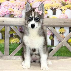 Siberian Husky