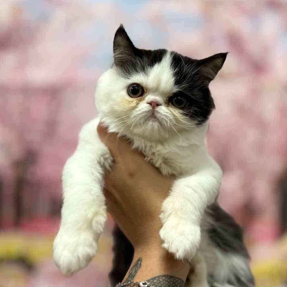 pet breed image