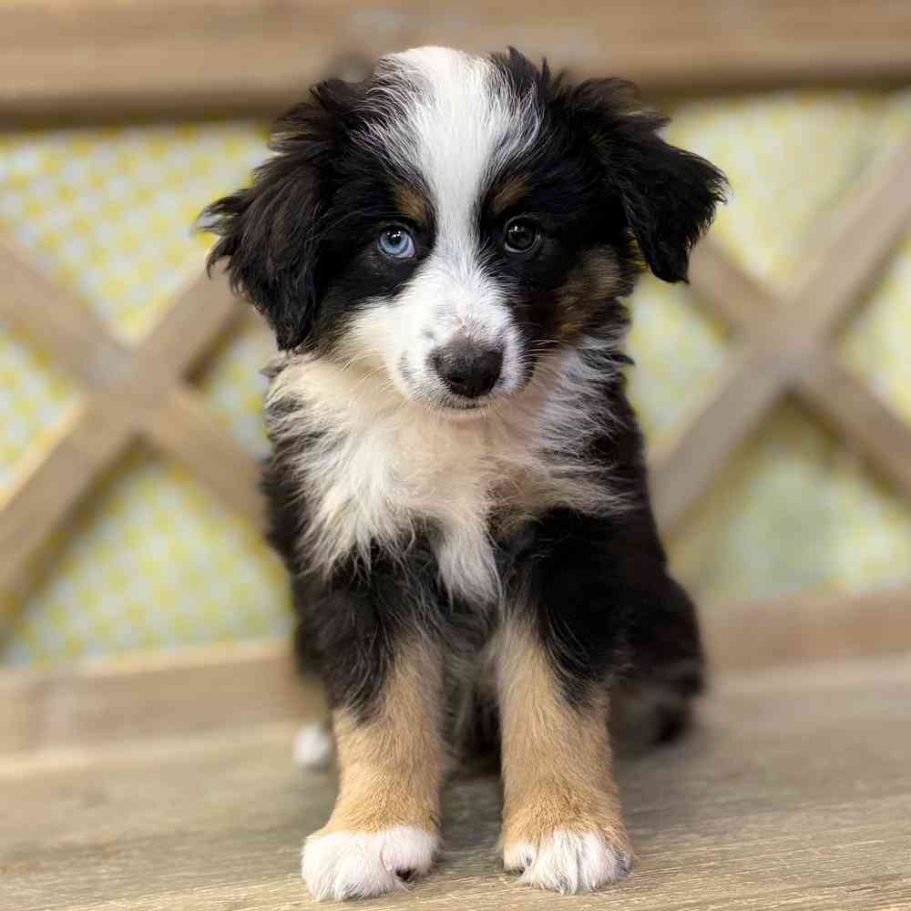 pet breed image