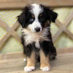 Miniature Australian Shepherd