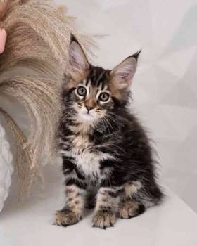 Maine Coon