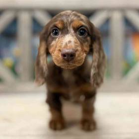 Dachshund