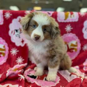Miniature American Shepherd