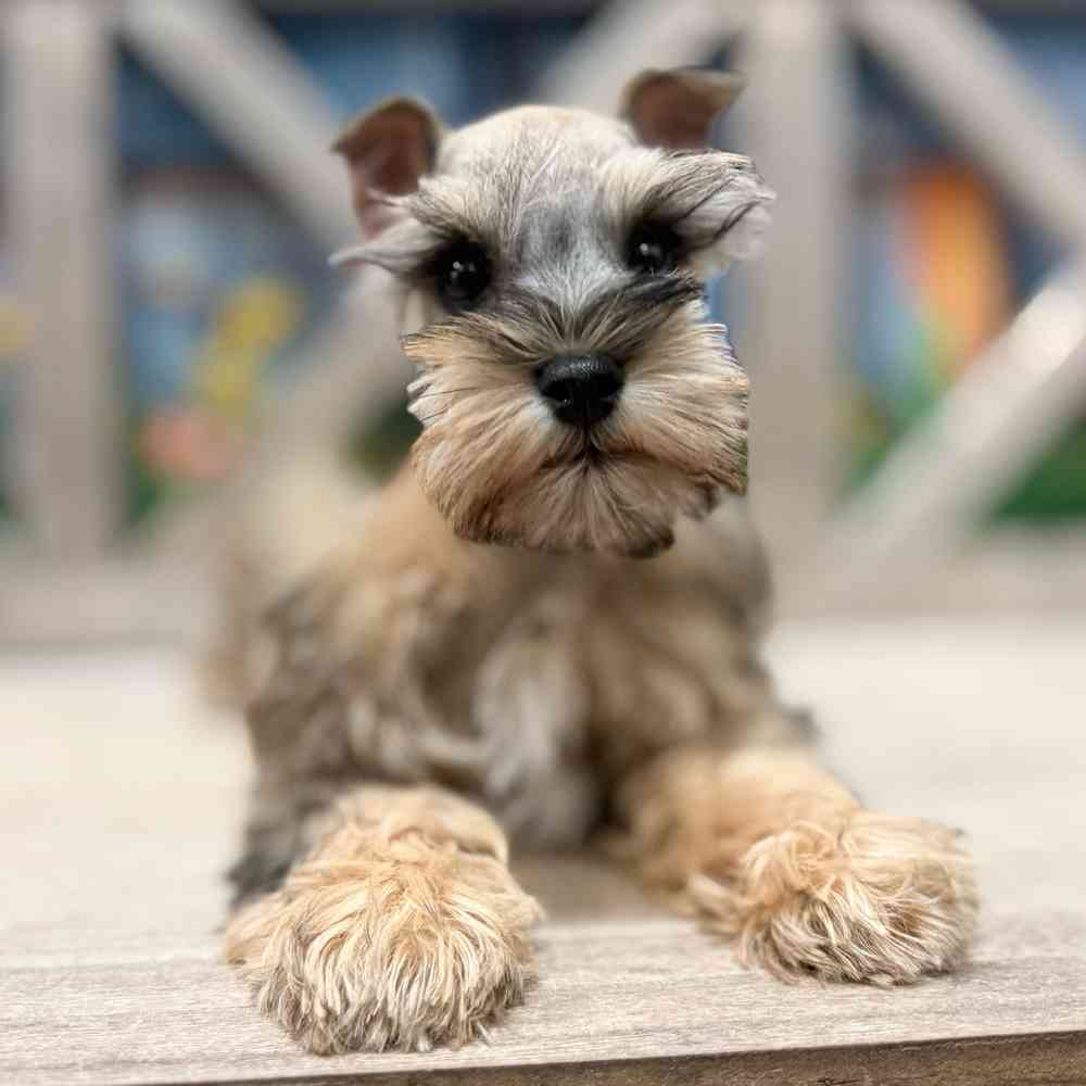 Image of a pet breed in the gallery