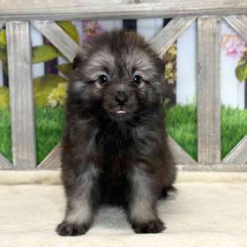 Keeshond