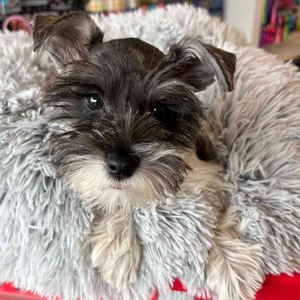 carousel pet images