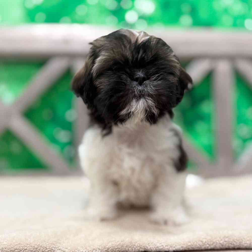 Image of a pet breed in the gallery