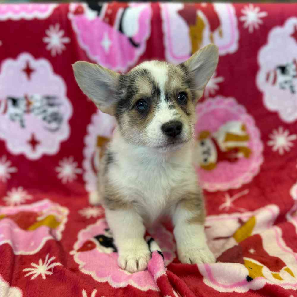 Image of a pet breed in the gallery