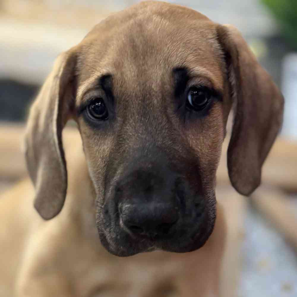 pet breed image