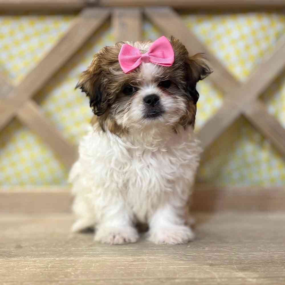 pet breed image