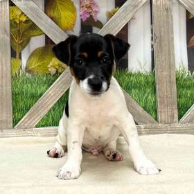 Jack Russell Terrier