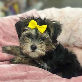 Morkie