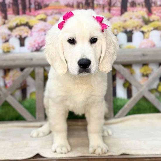 Lulu