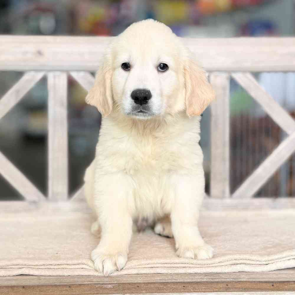 Image of a pet breed in the gallery