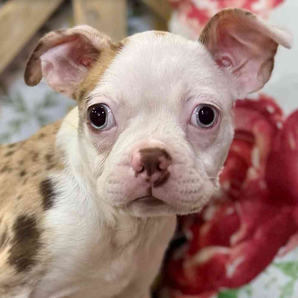 Image of a pet breed in the gallery