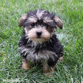 Morkie