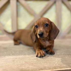 Dachshund