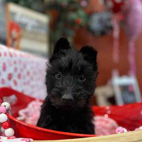 Scottish Terrier