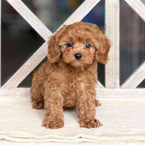 Cooper