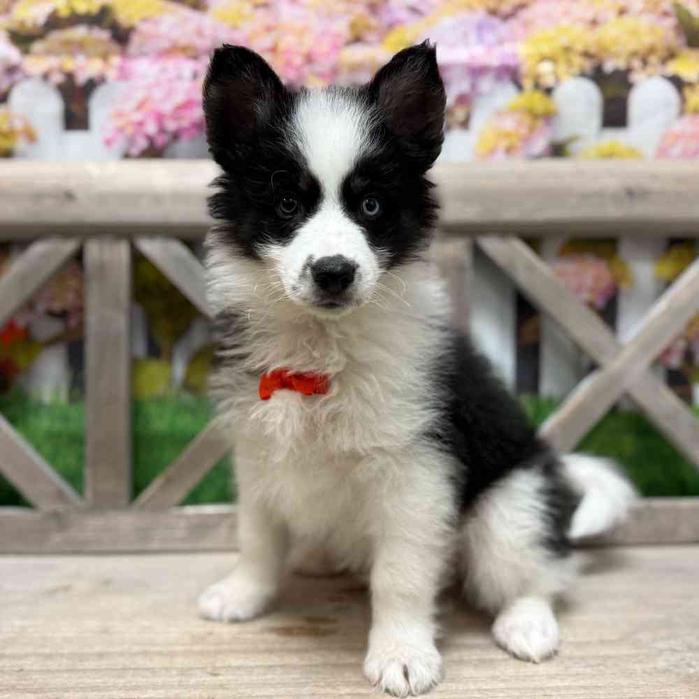 Image of a pet breed in the gallery