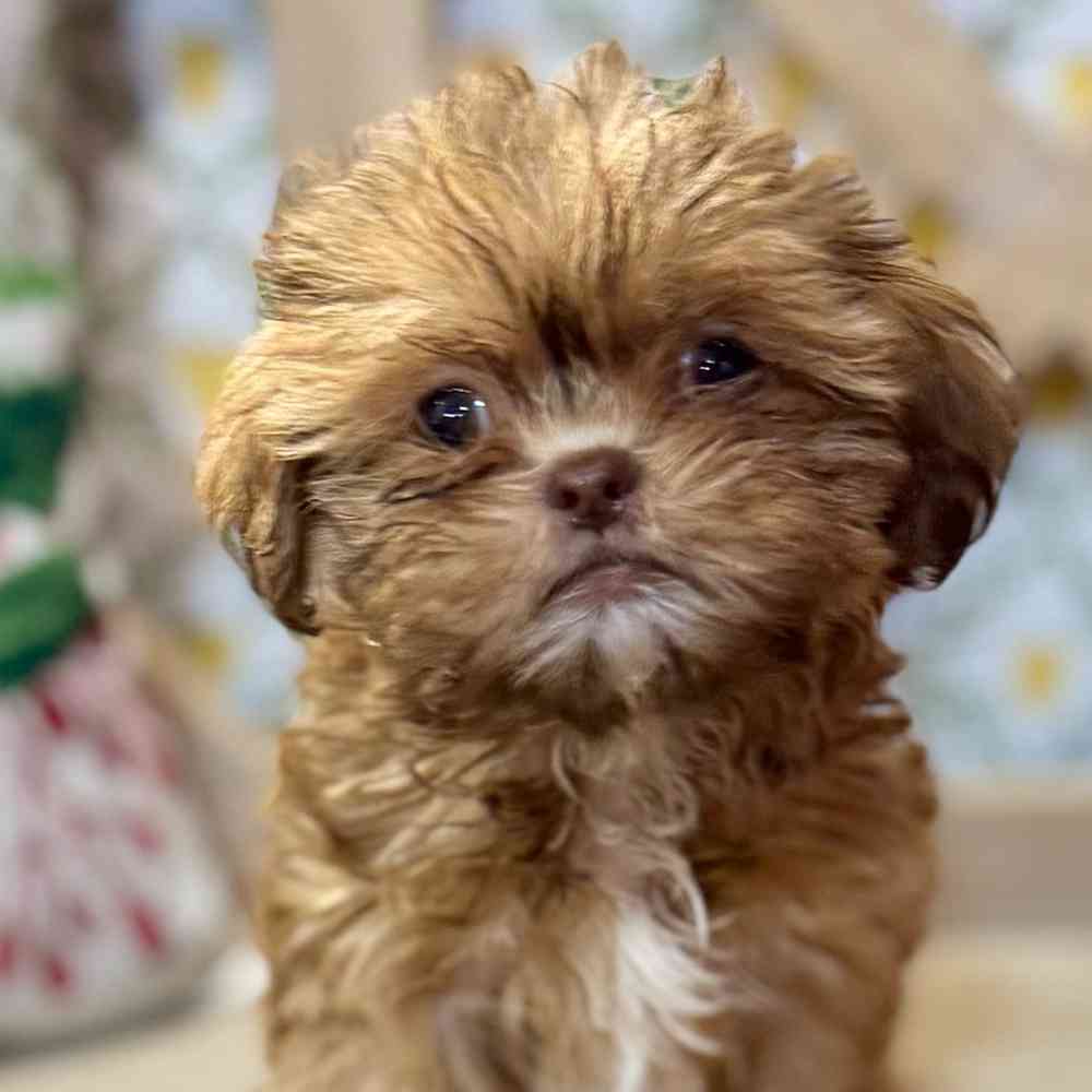 Image of a pet breed in the gallery