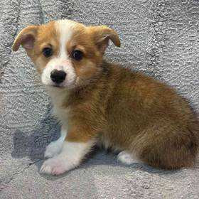 Pembroke Welsh Corgi