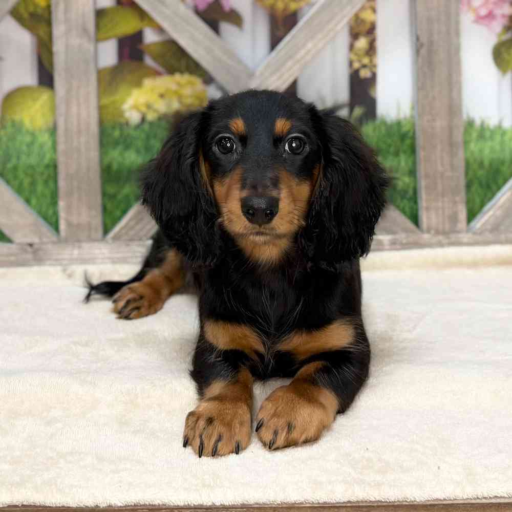 Image of a pet breed in the gallery