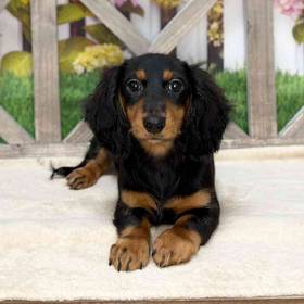 Dachshund