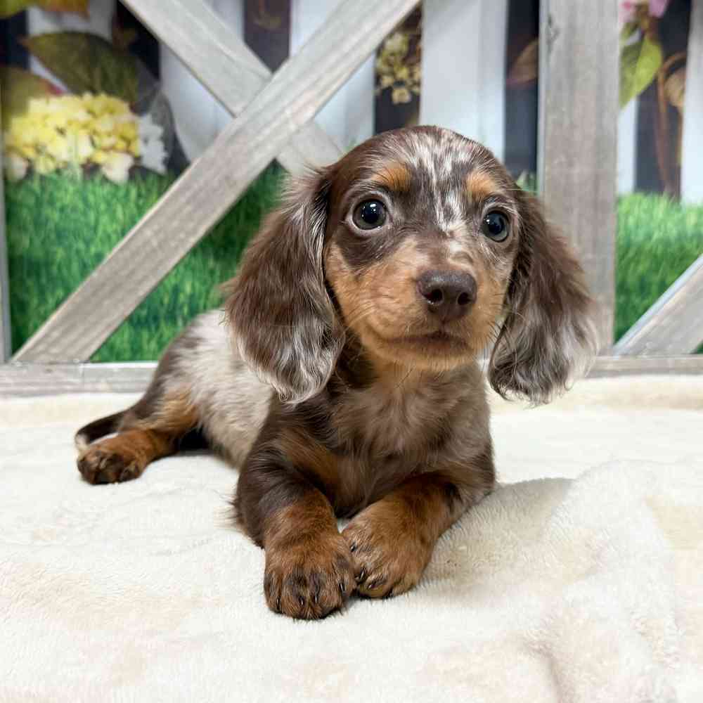 Image of a pet breed in the gallery