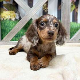 Dachshund