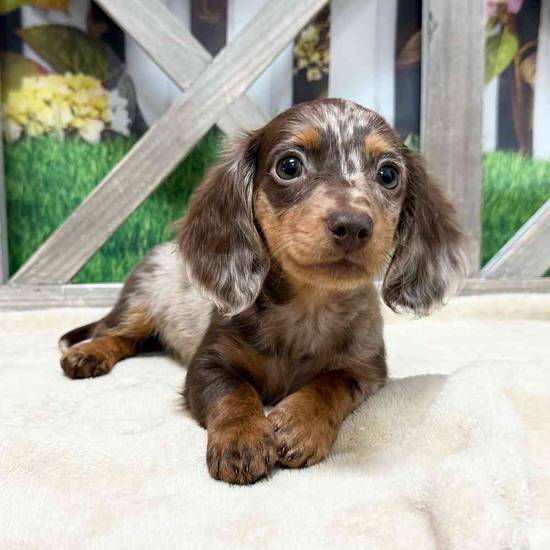 Churro